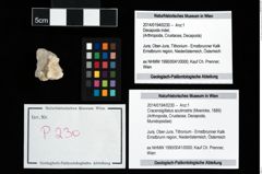 Foto (Objekt + Etikett) von Cracensigillatus acutirostris (Moericke, 1889)  (NHMW-GEO-2014-0194-0230)